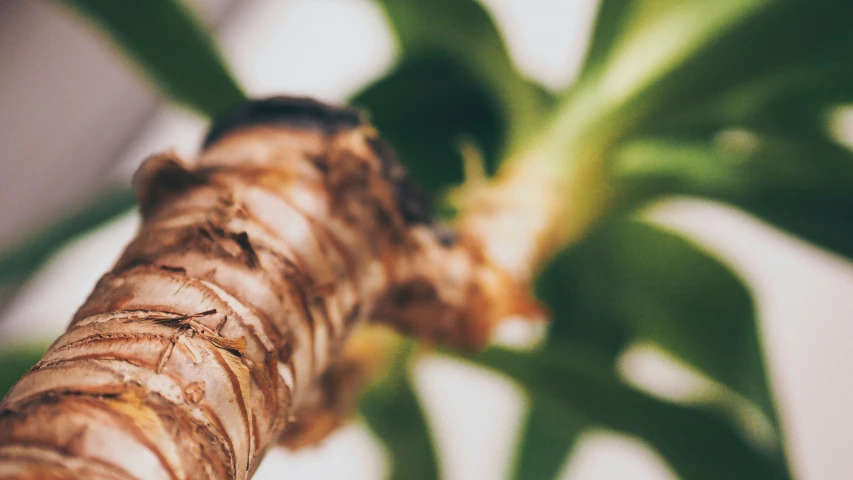 the end of a green tree stem