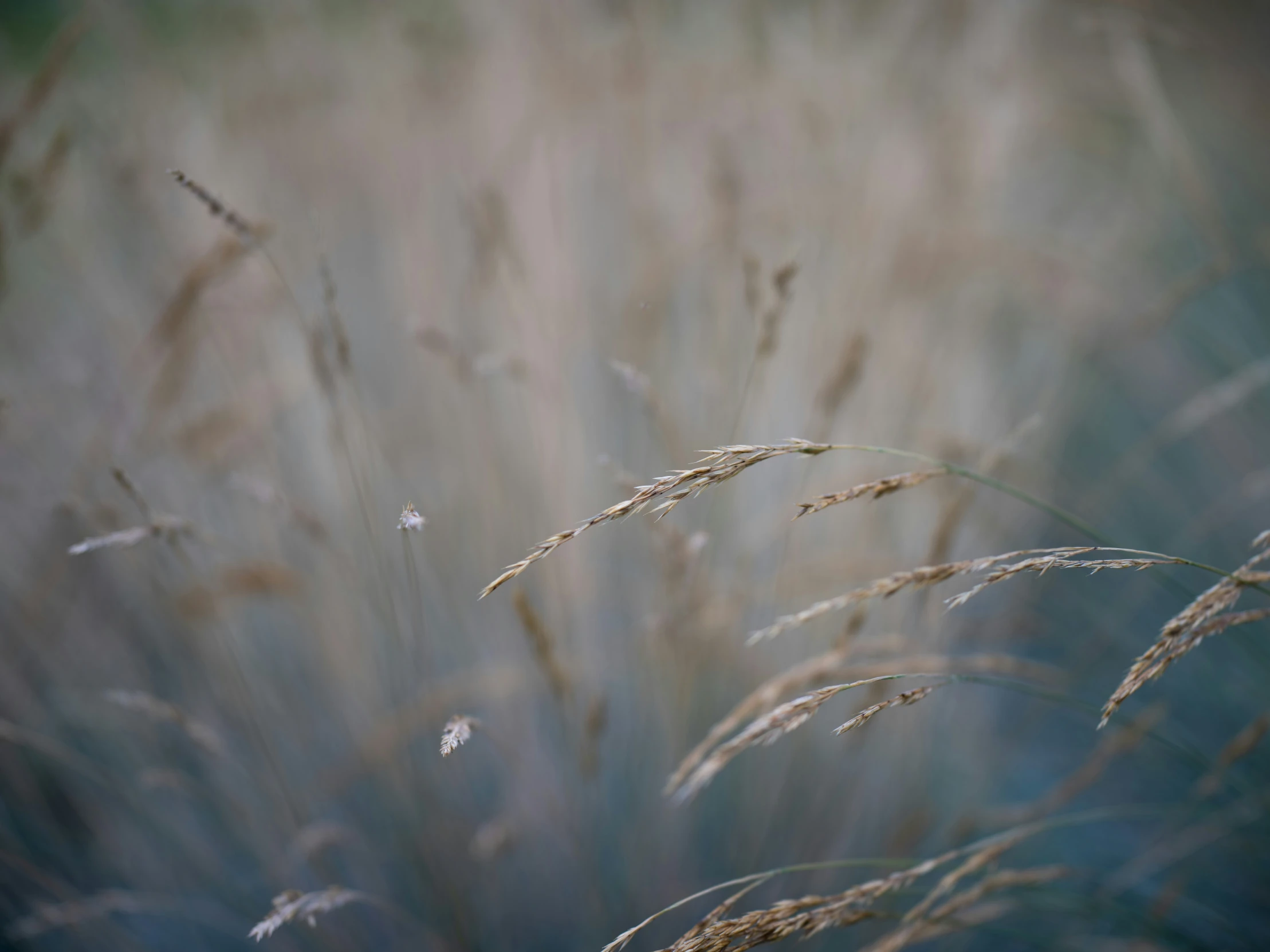 tall grass blowing in the wind in a blurry image