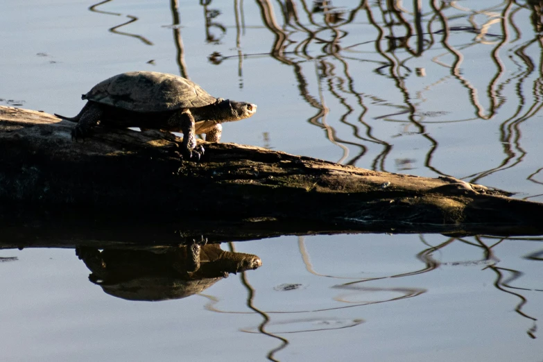 a turtle on a log in the water