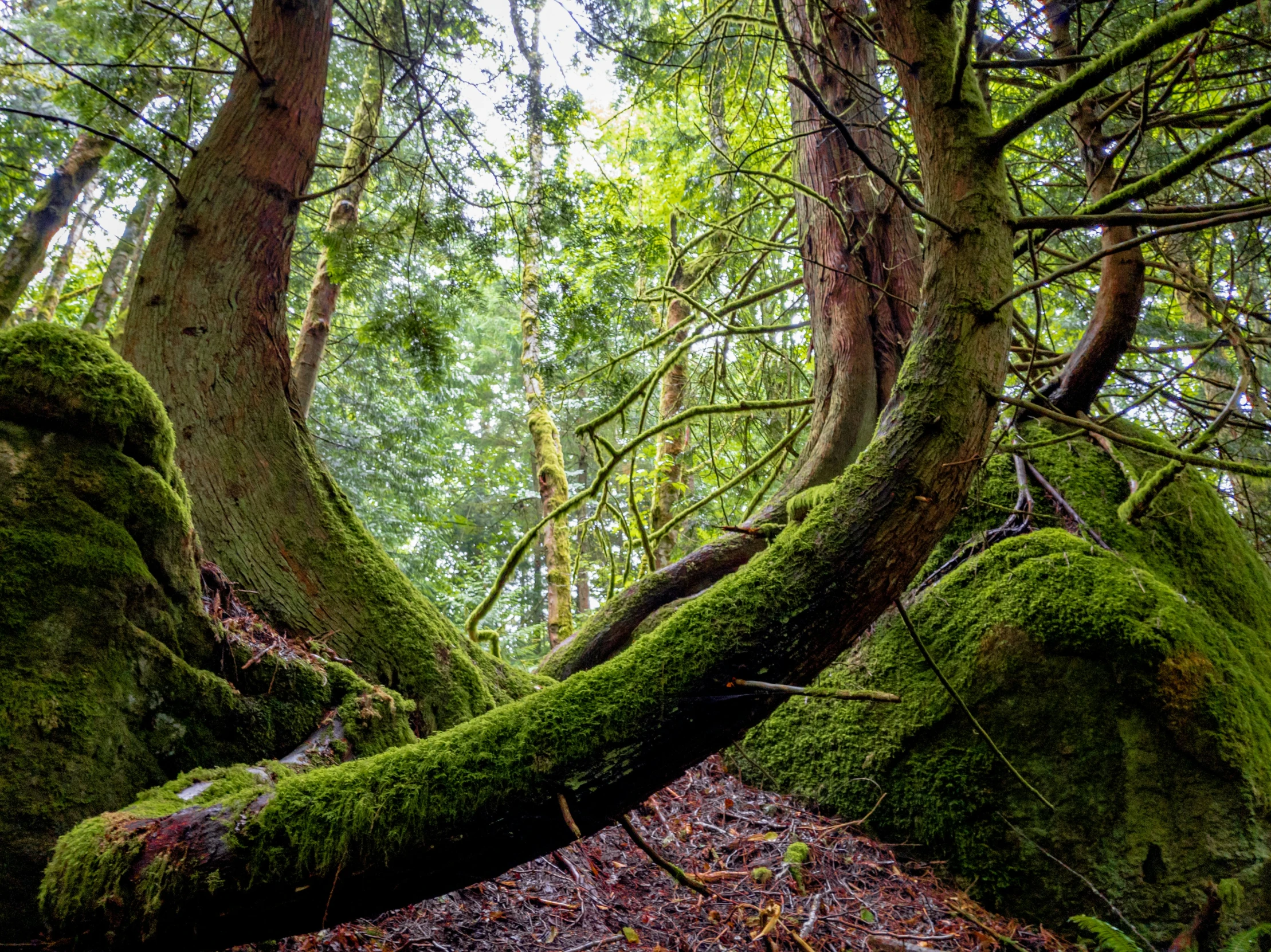 a tree with green moss growing on it