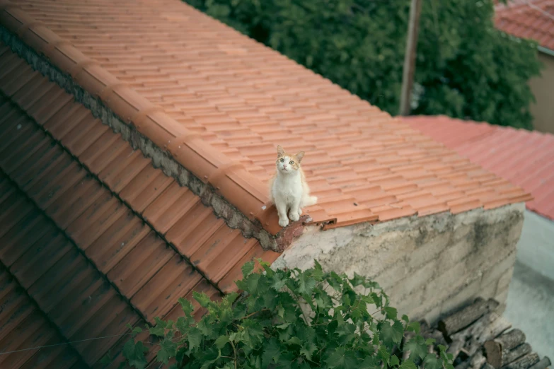 a white cat standing on top of a red roof