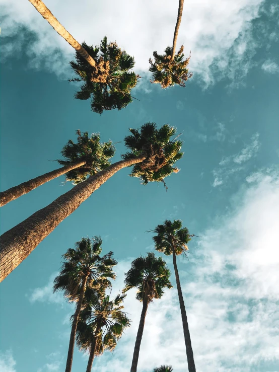 a group of palm trees is reaching upward