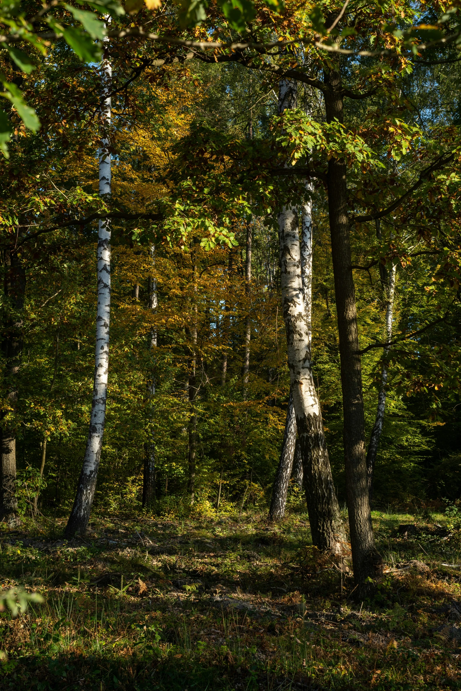 there is a bench in the middle of a forest