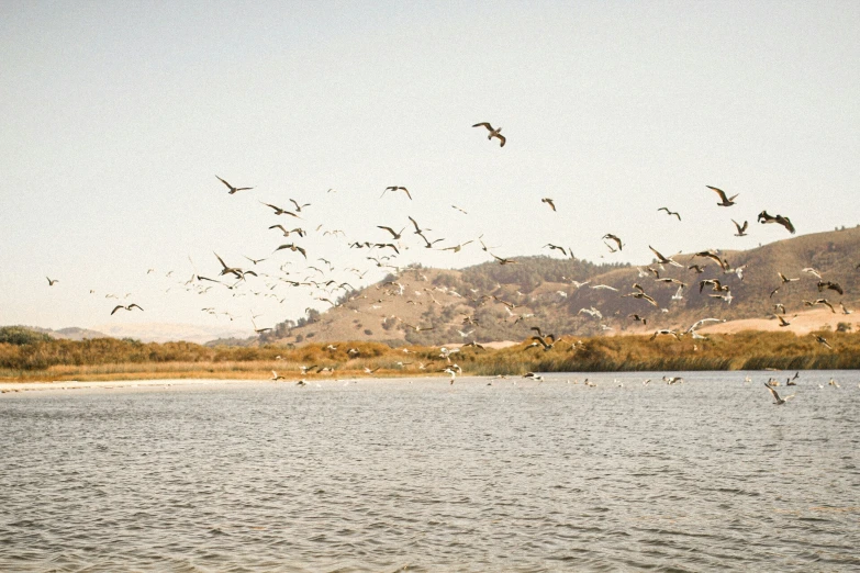 birds are flying around in the water near some hills