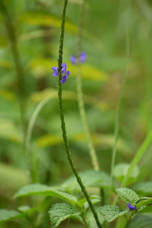 a plant with many purple flowers on it