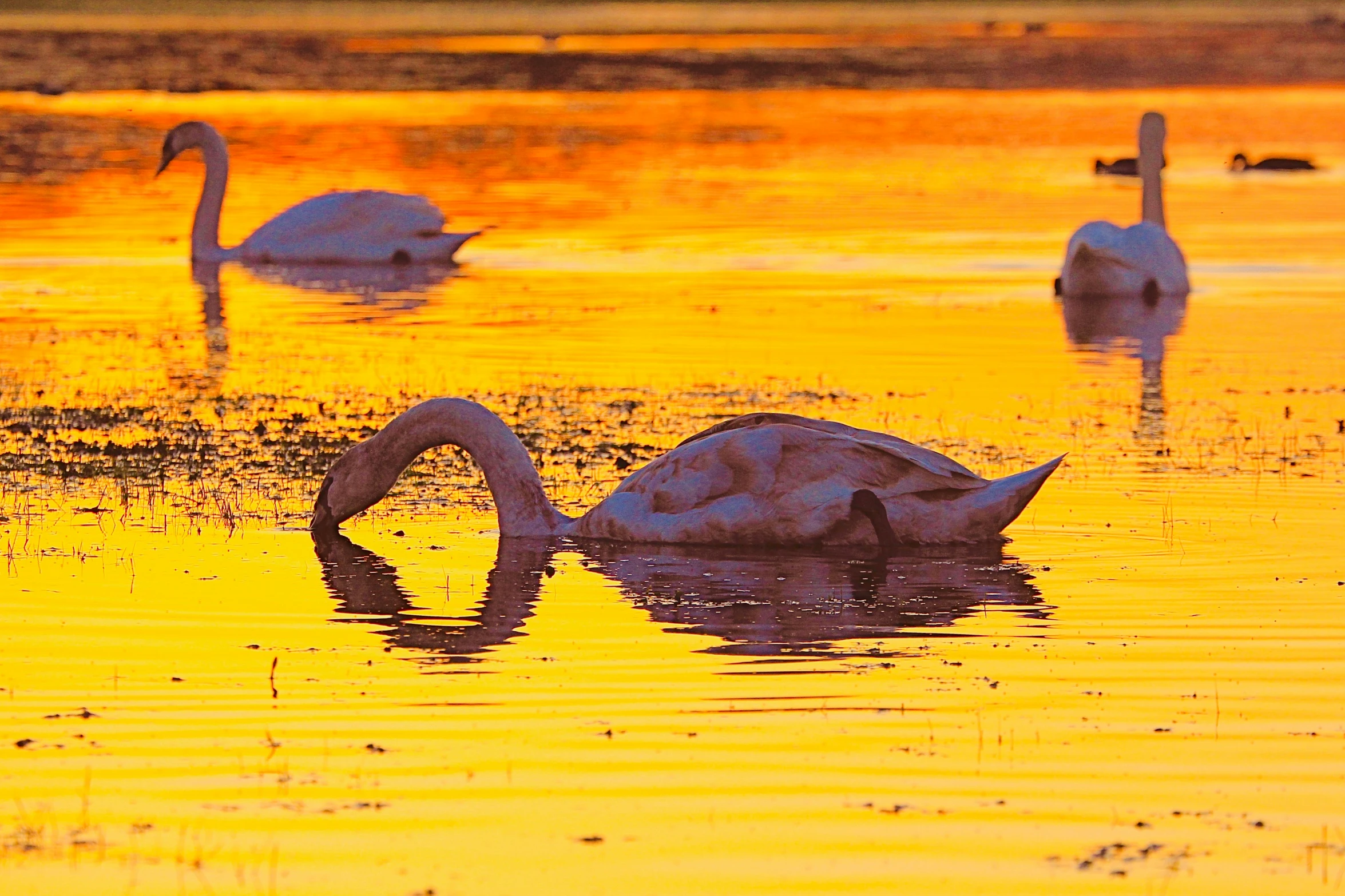 three swans swimming in the water with golden water
