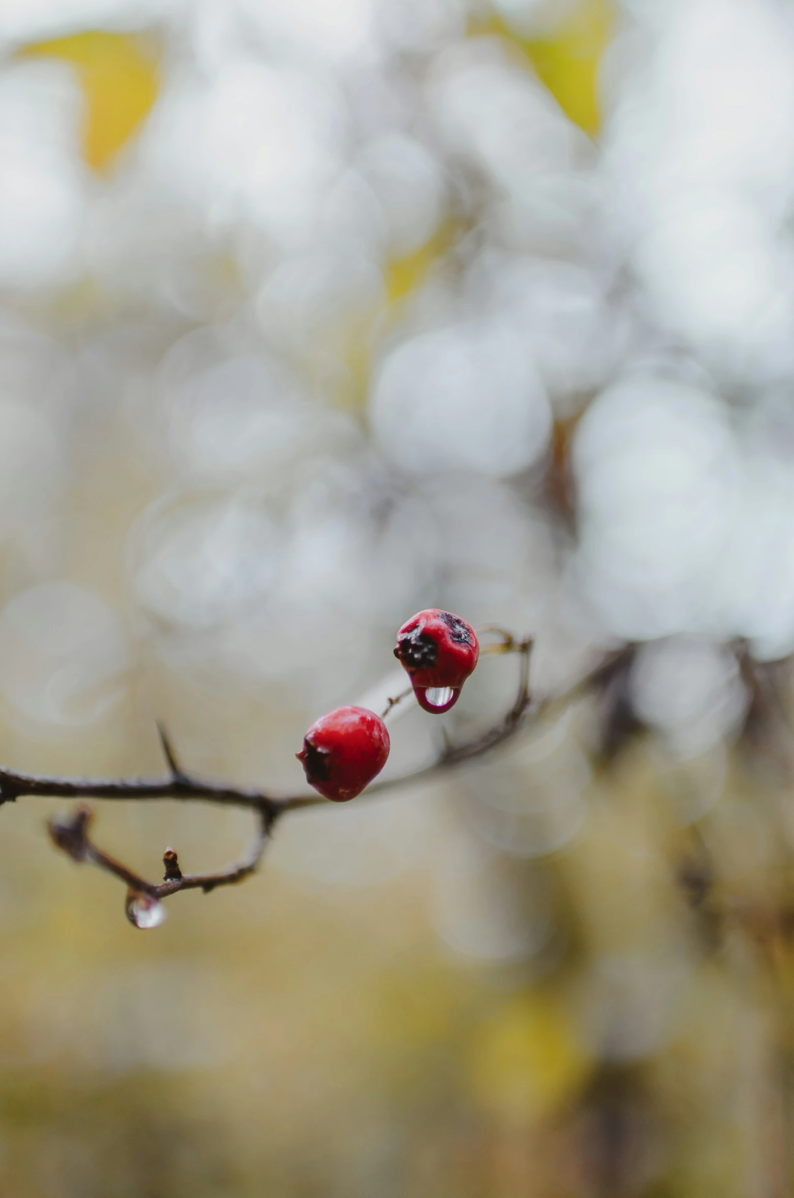 red berries hang from a nch with water drops