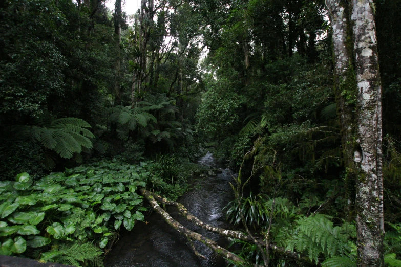 a creek surrounded by tall, green plants