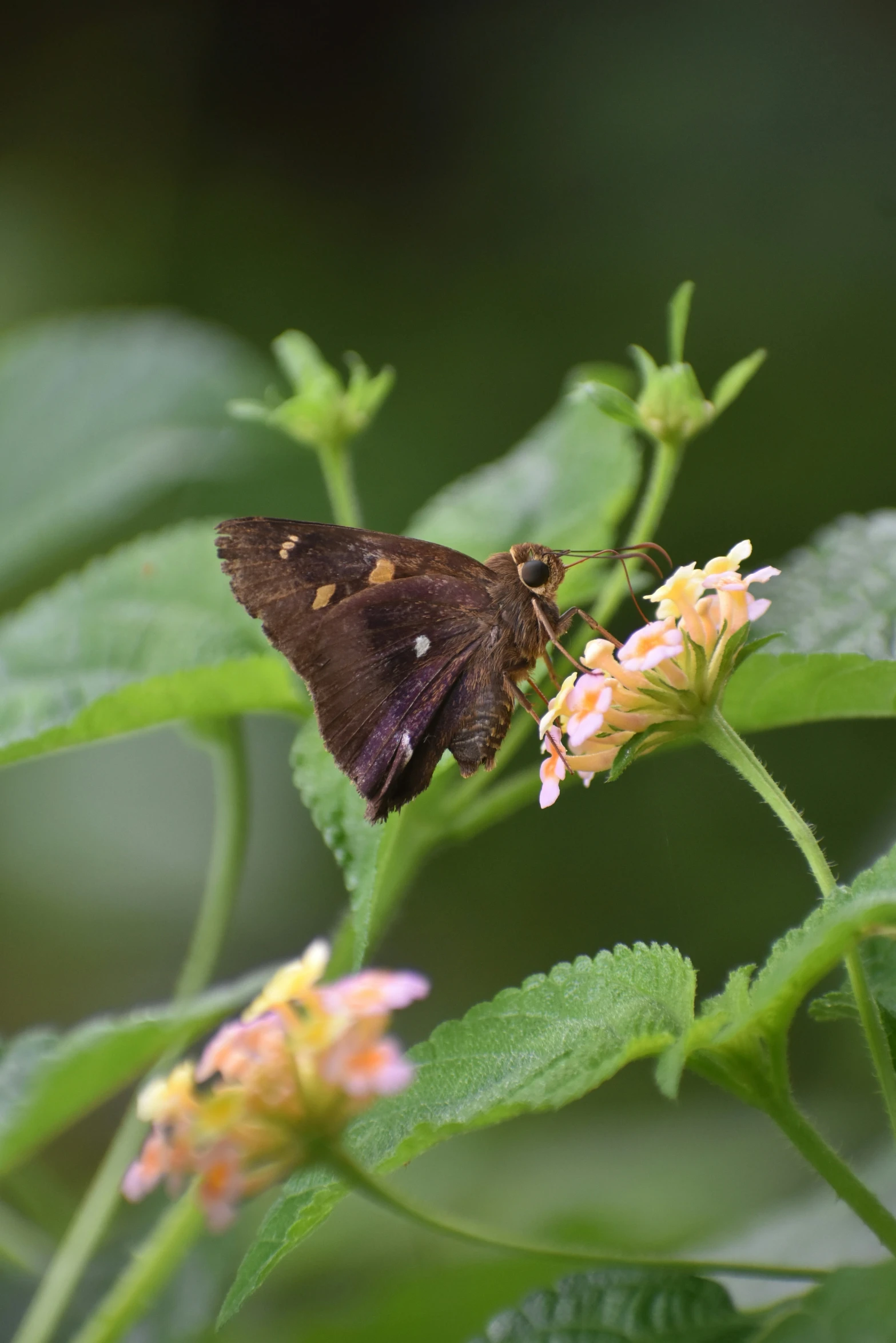 a close up of a brown and white erfly on a flower