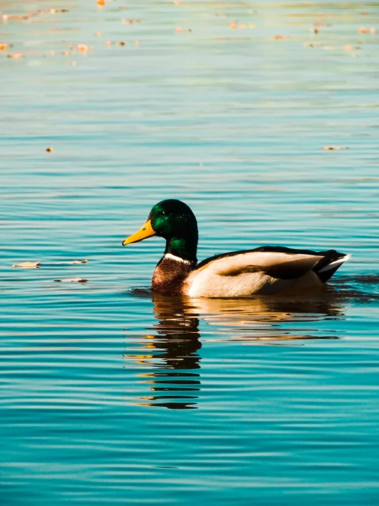 a duck floating in a lake near the shore