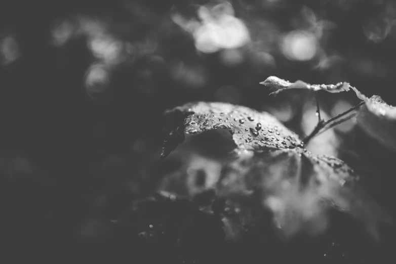 a black and white image of an autumn leaf