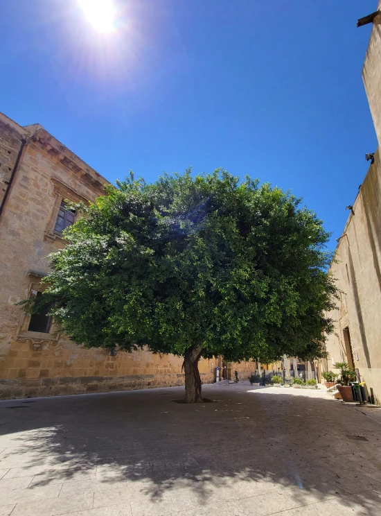 a tree growing in the middle of an empty courtyard