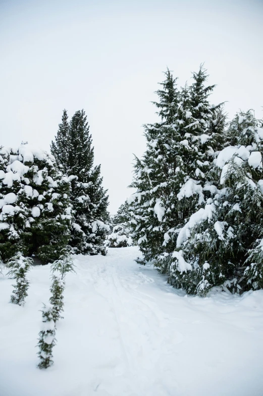 the snow covered trees and ground in the winter