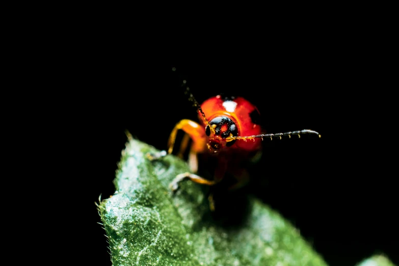 a red bug that is standing on a green leaf