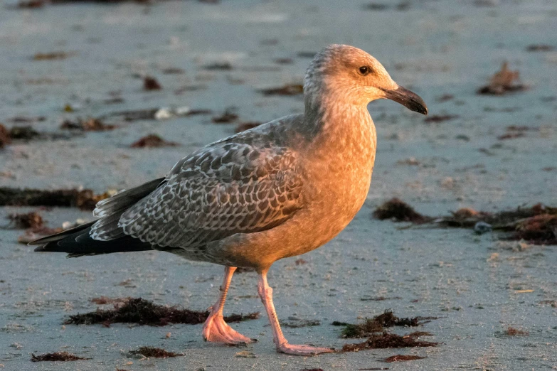 a close up of a bird on some sand