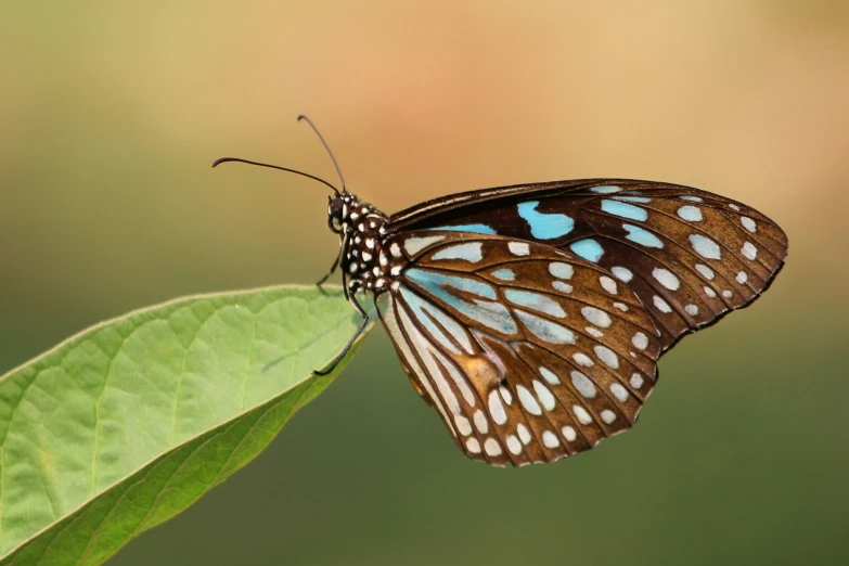 a blue and black erfly resting on a green leaf