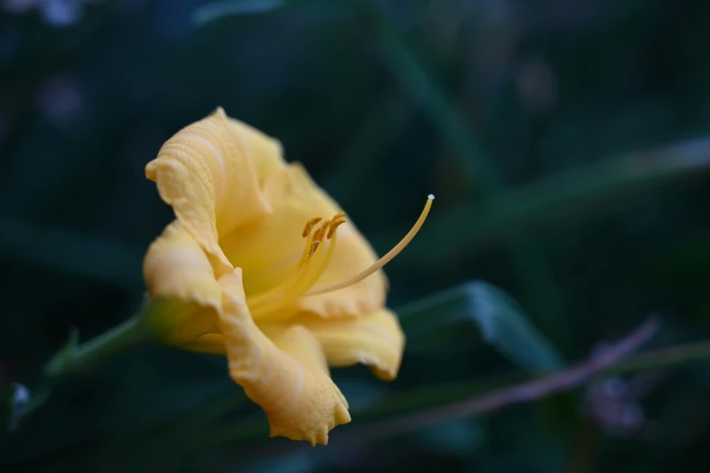 yellow flowers blooming in the garden at night