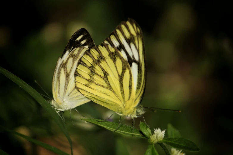 a close up of a yellow and white erfly on a plant