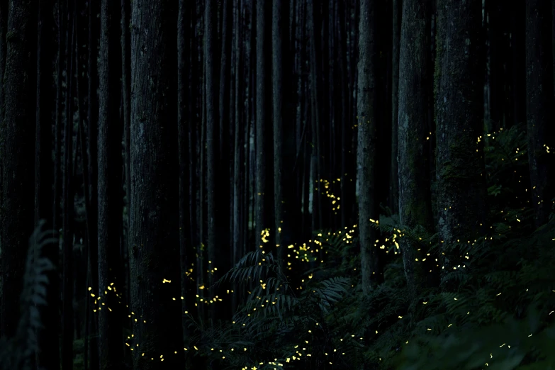 night time po of many fireflies on trees