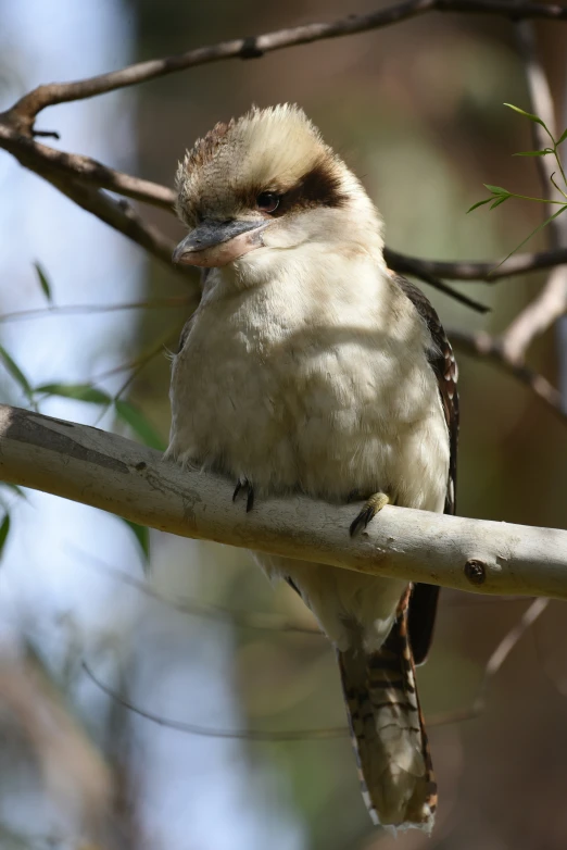 a small bird with a brown and white patch on it's face