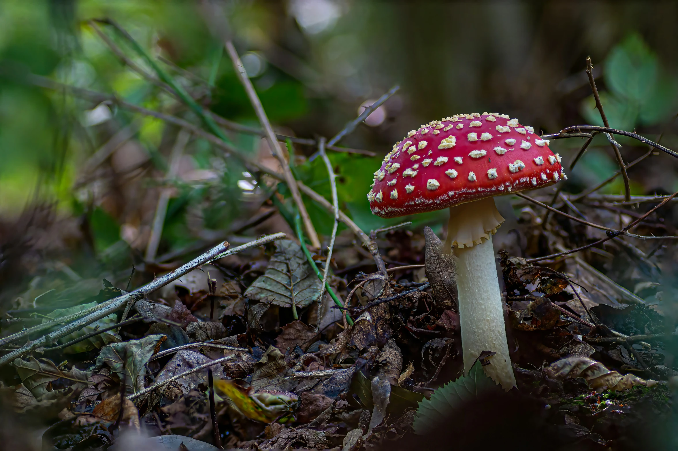 a close up of a mushroom on the ground