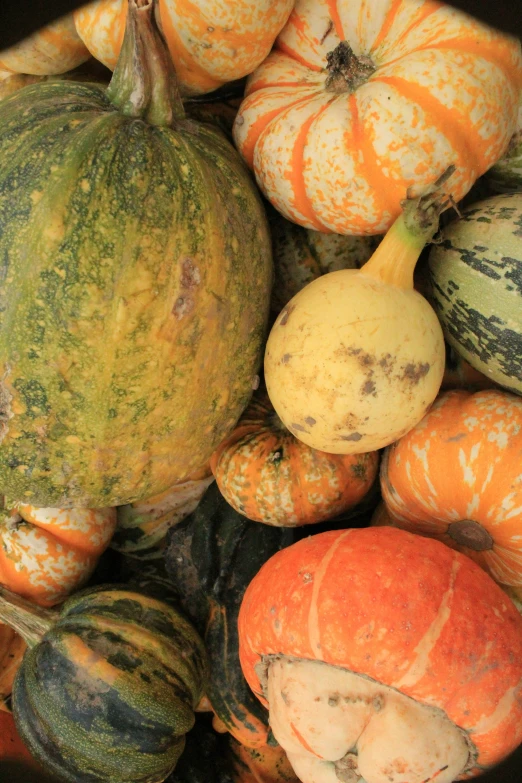 a lot of squash is piled up together