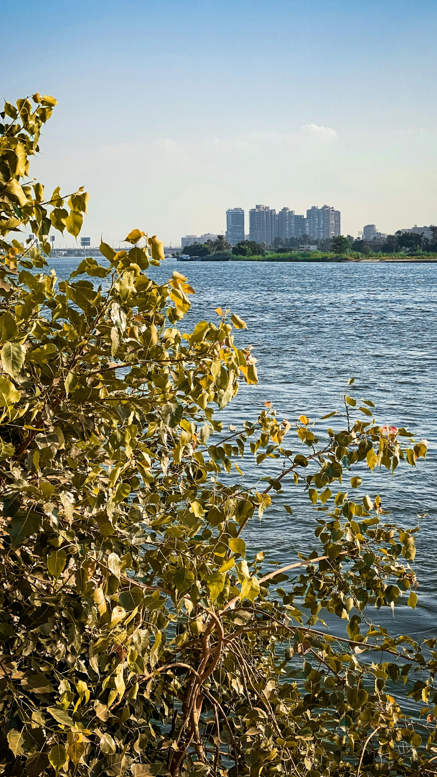 a city view is seen behind the trees