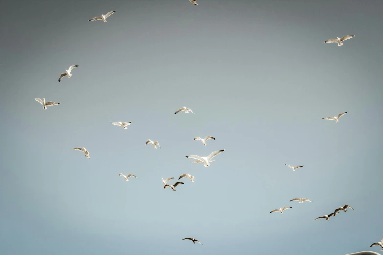 birds are flying through the air while they are mostly white