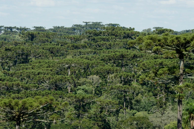 ze walking across a forest covered in green trees