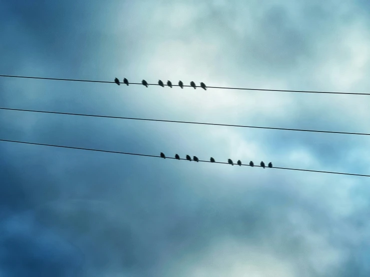 the birds are sitting on top of wires in the air