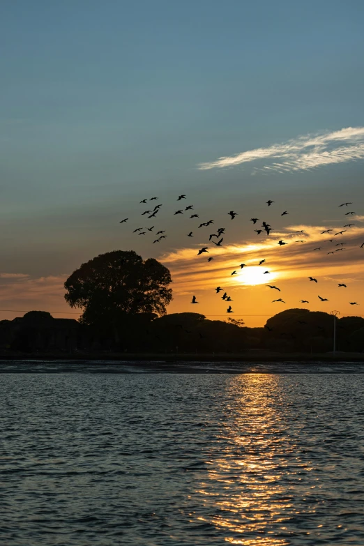 the sunset reflects in water with birds flying