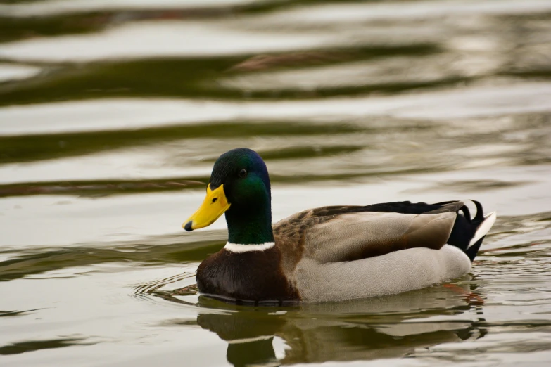 a mallard duck swims along a body of water