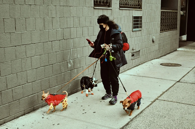 an image of a woman walking three dogs