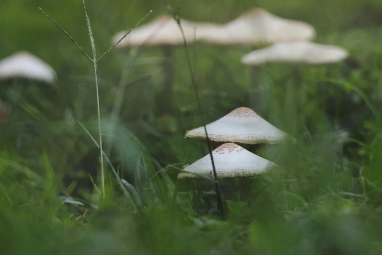 several white mushrooms are growing in the tall grass