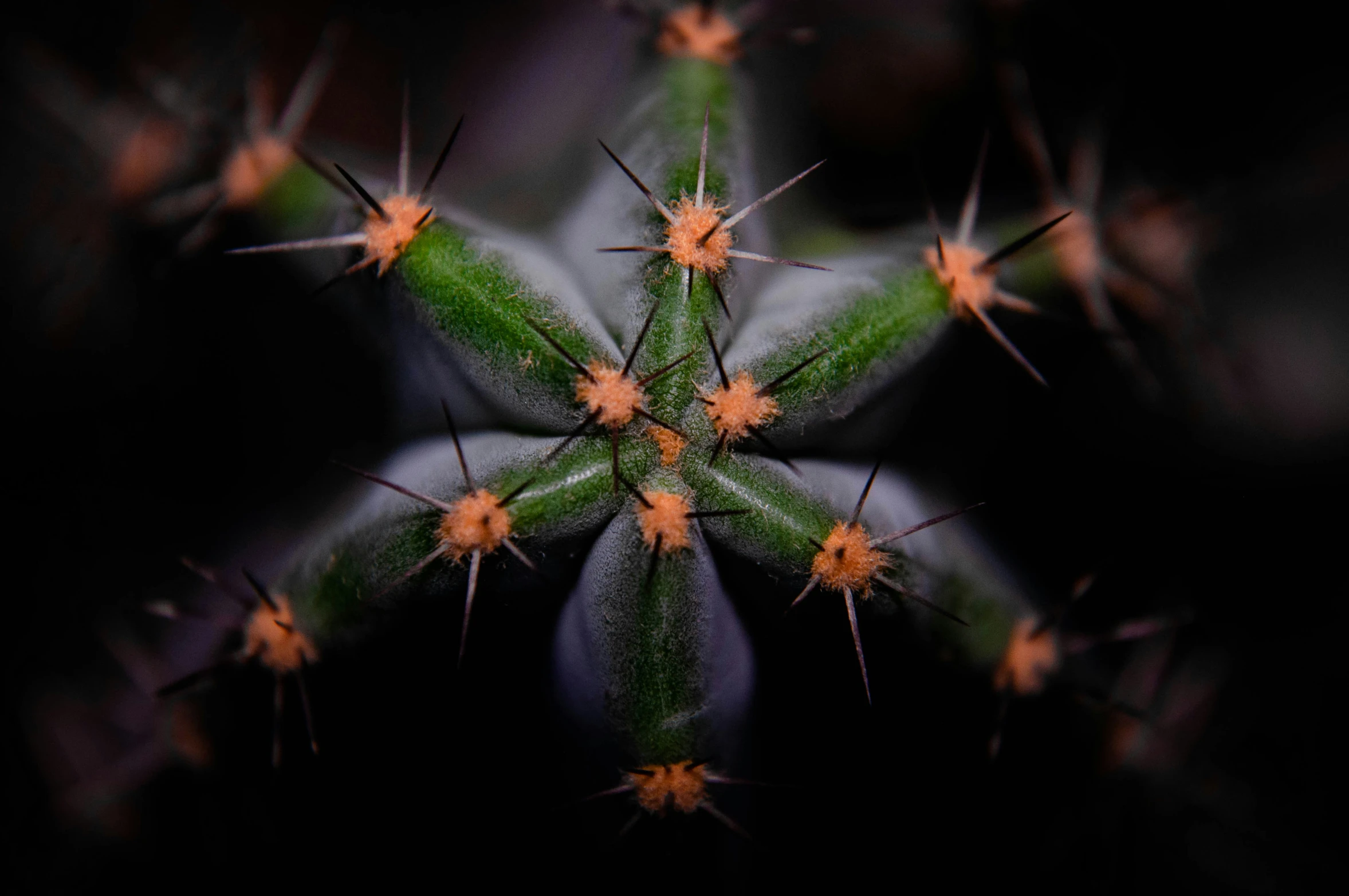 this is an abstract pograph of some tiny cactus leaves