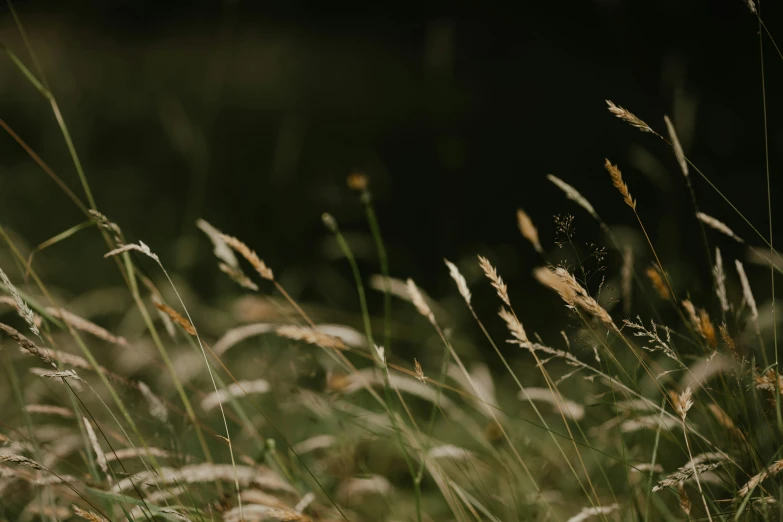 close up of grasses and wild flowers in the foreground