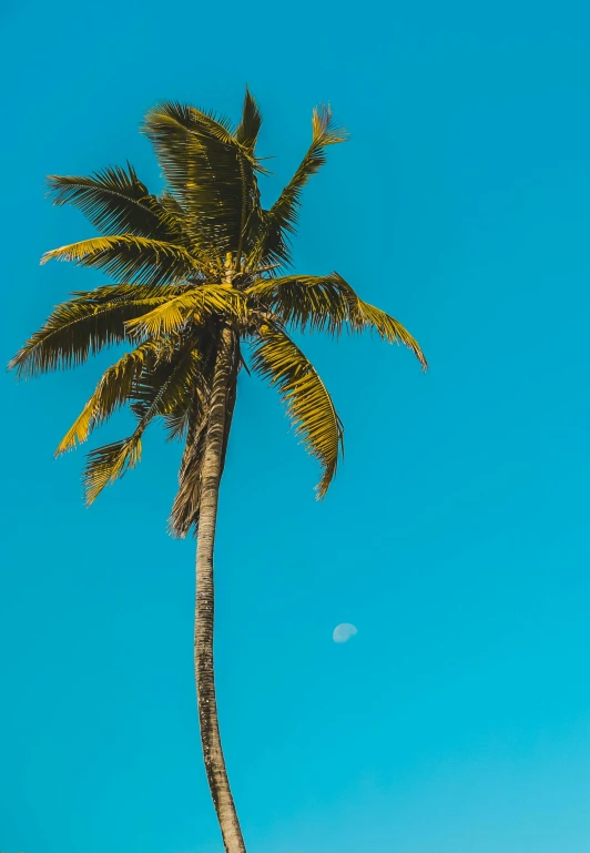 a large palm tree standing alone under a clear blue sky