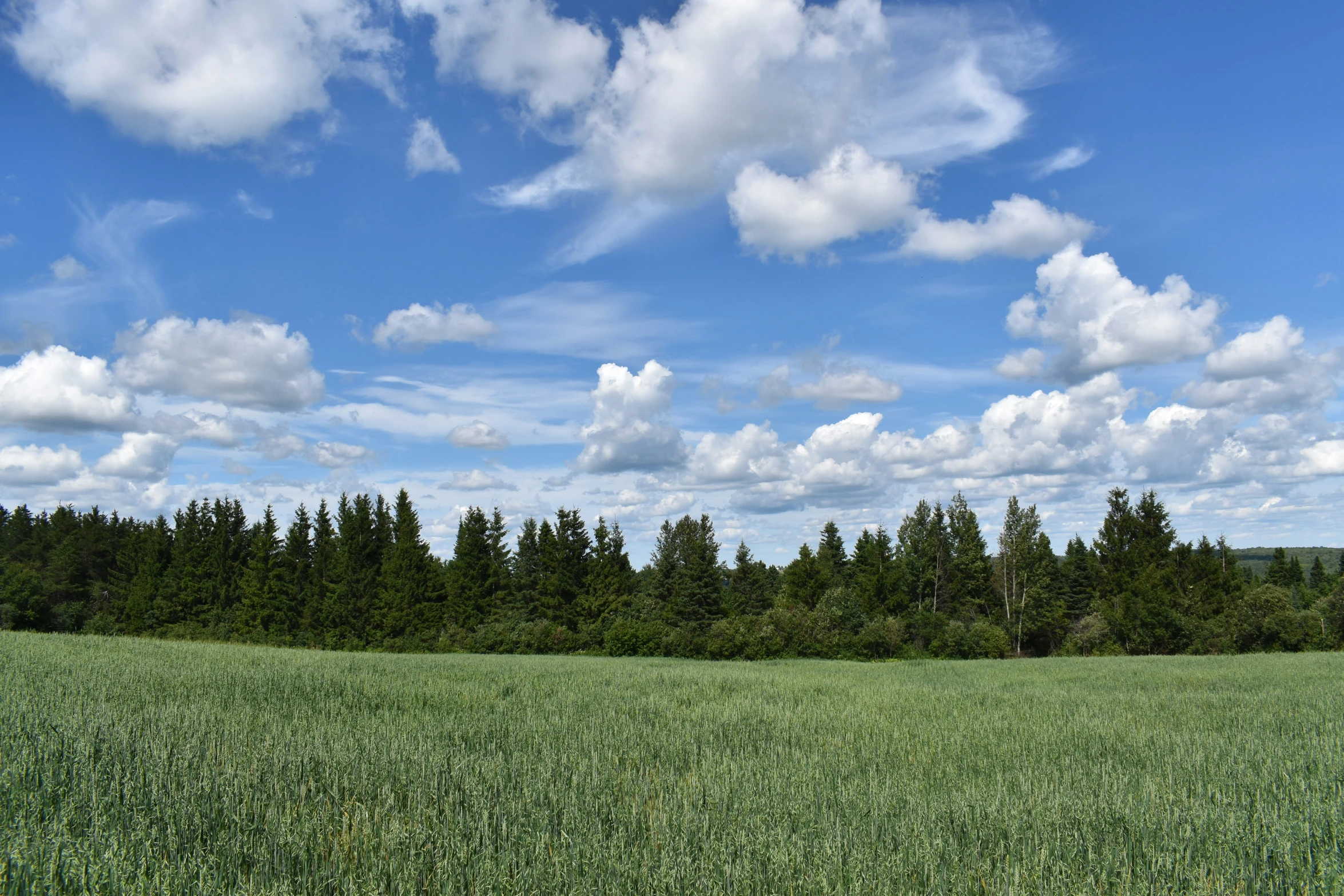 a view of the trees from across the field