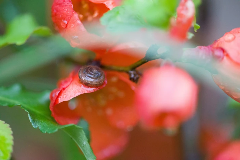 the small snail is crawling in the bush