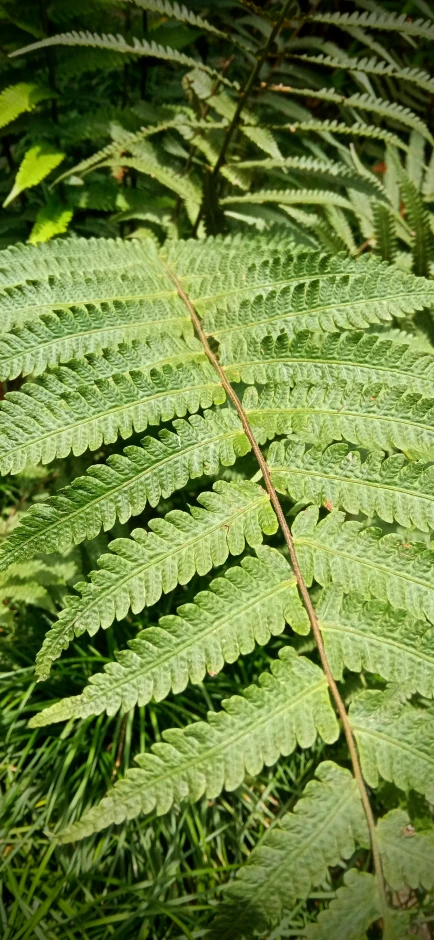 a close up view of a large plant that is very green