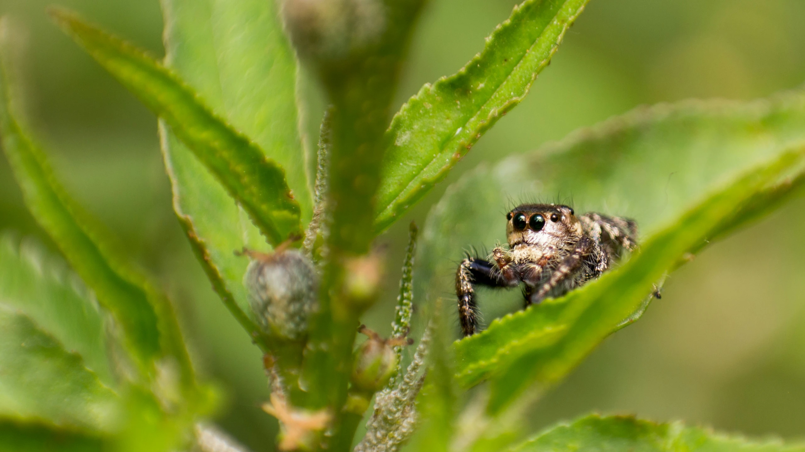 a large insect sits on the leaves of a tree