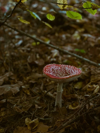a red and white mushroom sits in the middle of leaves