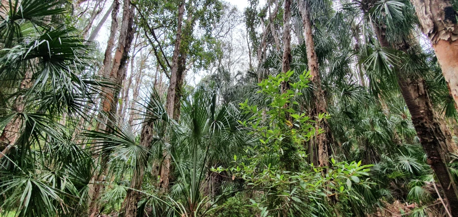 several trees stand in the middle of a jungle