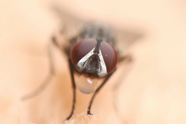 a close up view of the tip of a fly's head
