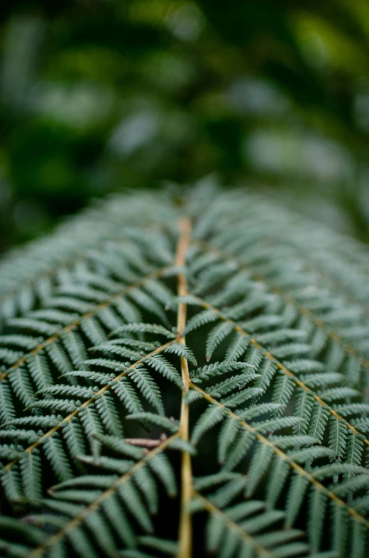 close up po of the structure of a leaf