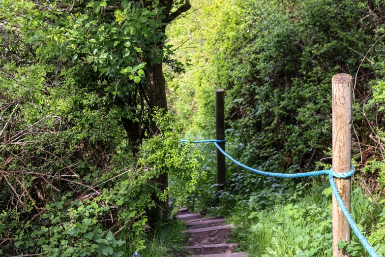 a roped path that runs between trees and shrubs