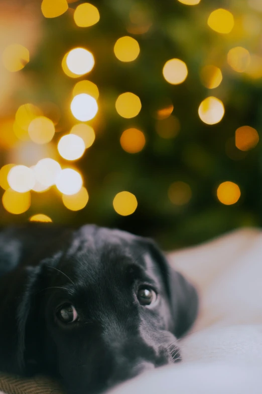 a dog lies next to a christmas tree