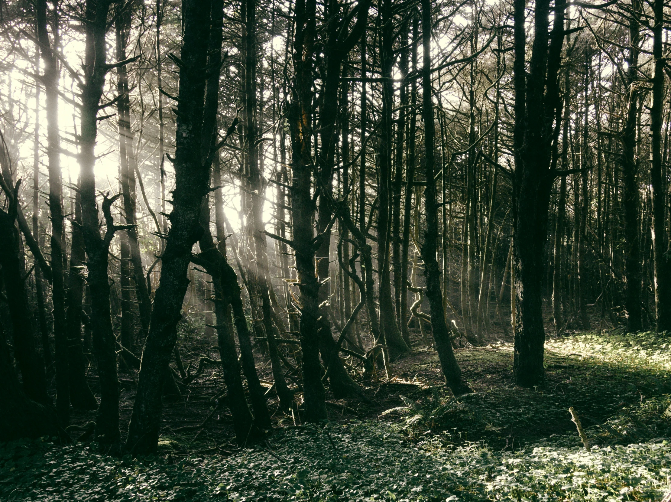 the sun shines through the tall trees in the forest