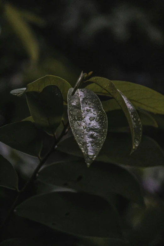 green leaves in a garden with rain on them