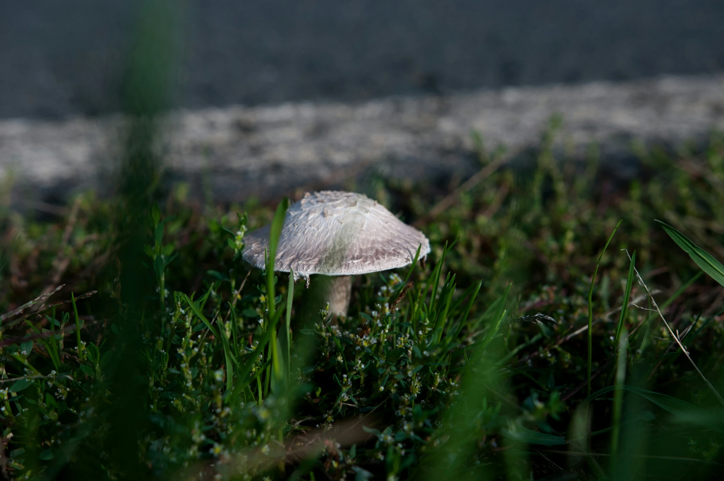 a mushroom in a grass area next to a paved road